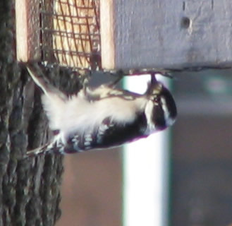 Downy Woodpecker
