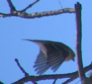 Goldfinch