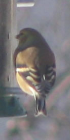 Goldfinch