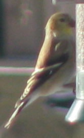 Redpoll