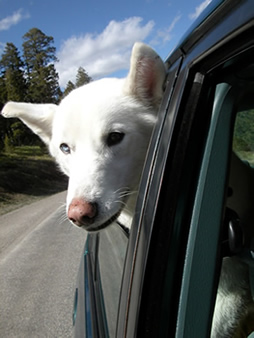 Nook riding in a Ford Escort