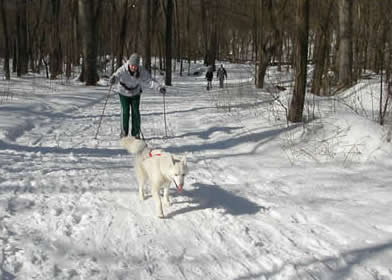 Nook skijoring
