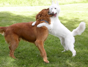 Nook & Benny 