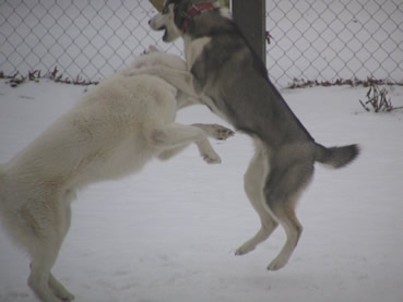 playing dogs