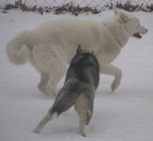 the chase