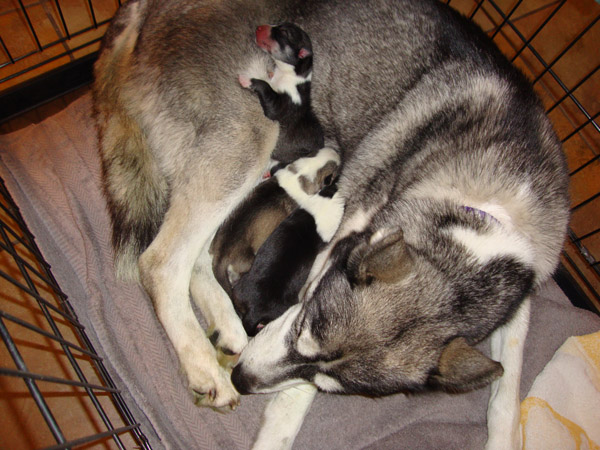 puppies