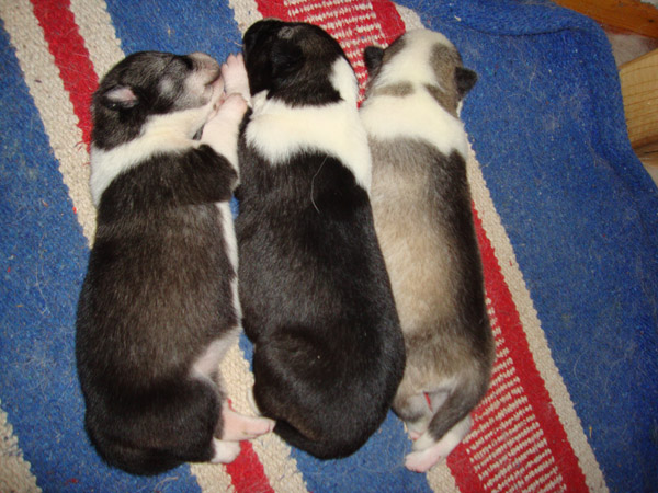 puppies