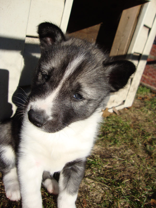 puppies