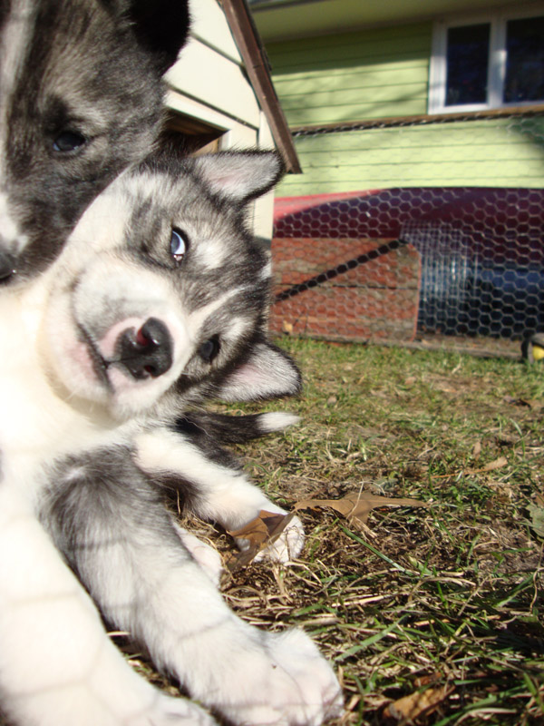 puppies