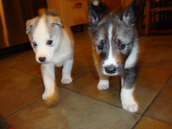 puppies