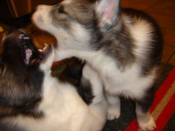 puppies