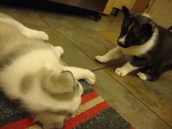 puppies
