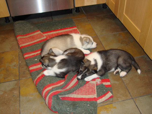 puppies