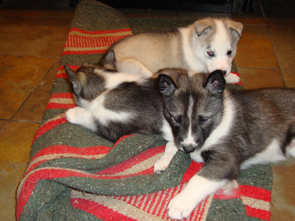 puppies