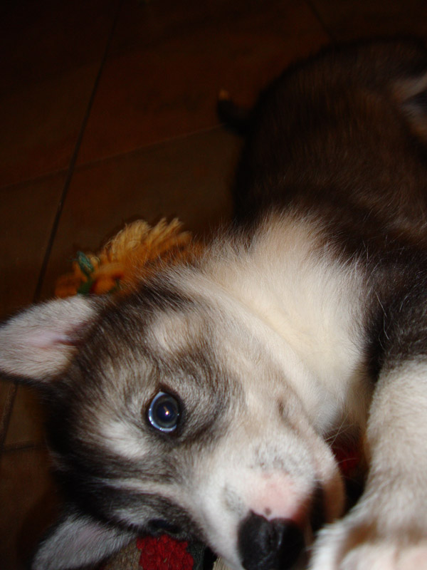 puppies