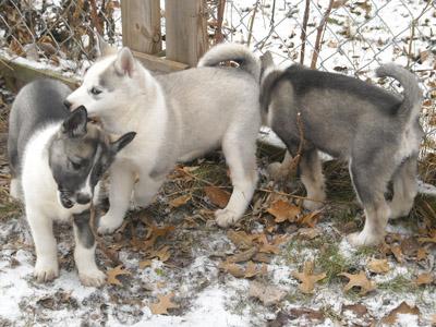 puppies