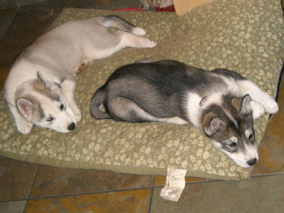 puppies