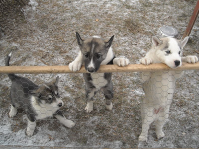 puppies