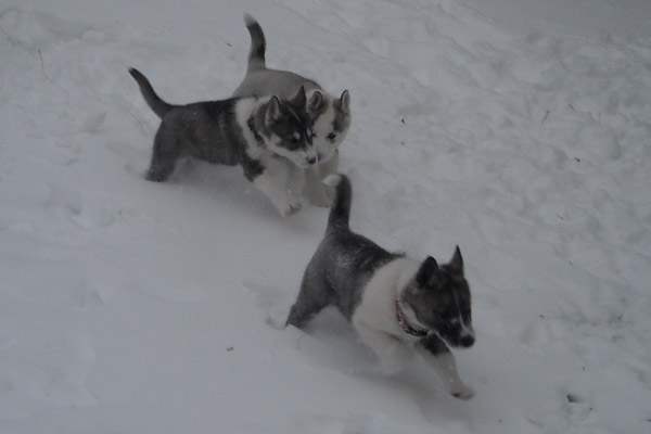 puppies