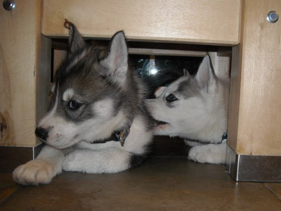 puppies