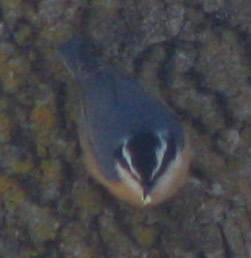 RB Nuthatch