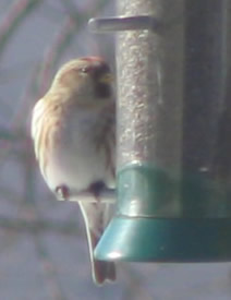 finches