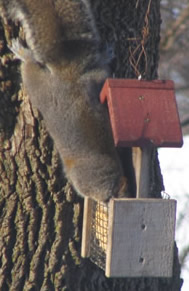 bad squirrel