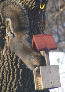 bad squirrel